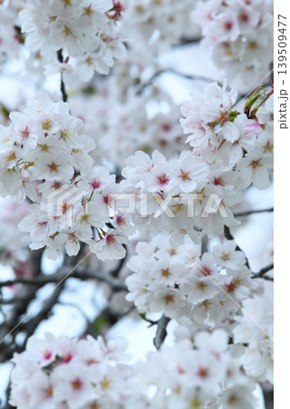 雨上がりの桜の花 139509477