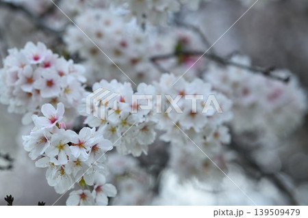 雨上がりの桜の花 雨上がりの桜の花 139509479