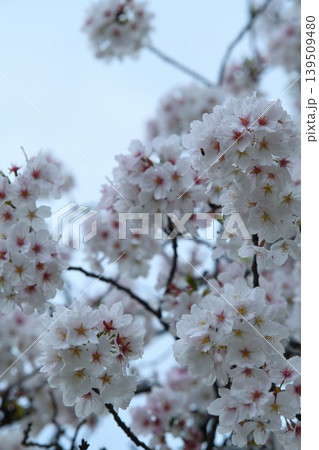雨上がりの桜の花 139509480