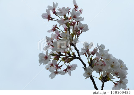 雨上がりの桜の花 139509483