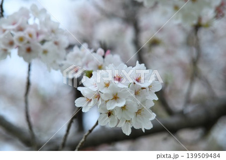 雨上がりの桜の花 139509484