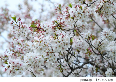 雨上がりの桜の花 雨上がりの桜の花 139509486