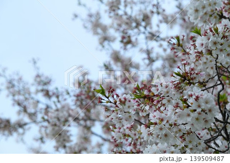 雨上がりの桜の花 139509487