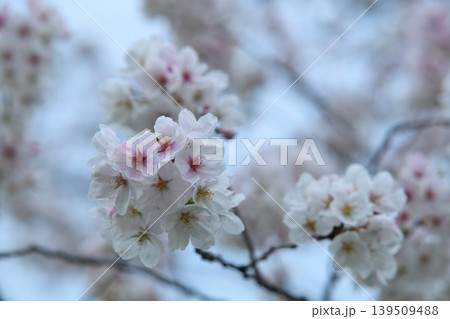 雨上がりの桜の花 雨上がりの桜の花 139509488