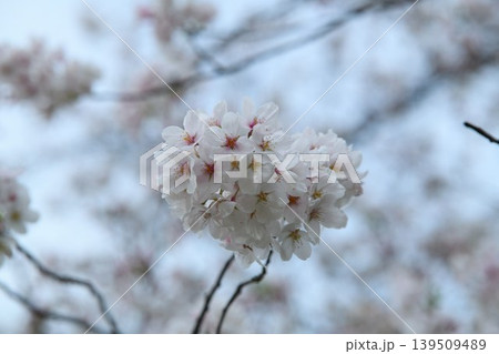 雨上がりの桜の花 139509489