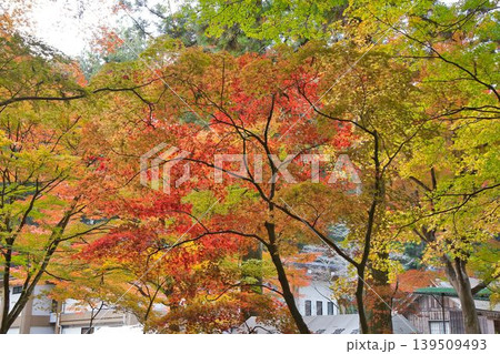 紅葉したもみじ 139509493