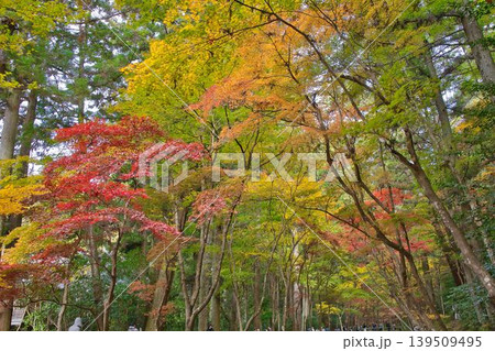 紅葉したモミジ 紅葉したモミジ 139509495