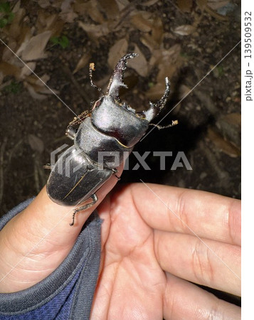 ヒラタクワガタを捕獲 139509532