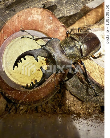 餌を食べるミヤマクワガタ 餌を食べるミヤマクワガタ 139509550