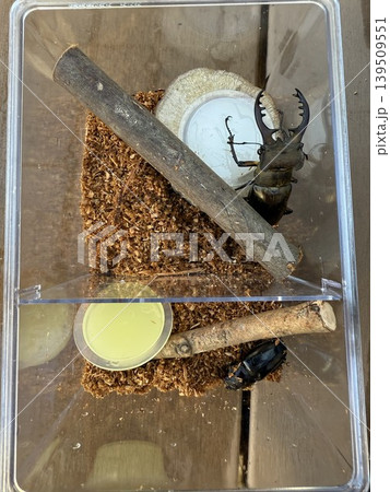 ミヤマクワガタの飼育 ミヤマクワガタの飼育 139509551