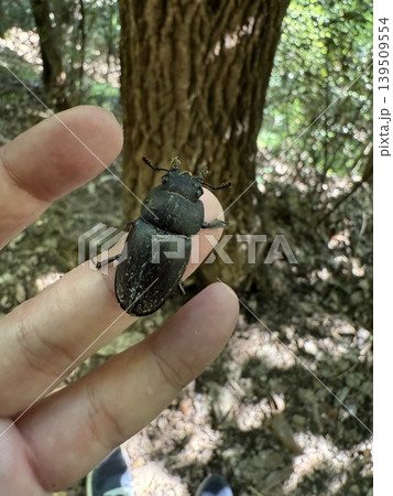 捕獲したノコギリクワガタ 捕獲したノコギリクワガタ 139509554