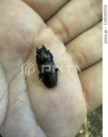 捕獲したスジクワガタ 捕獲したスジクワガタ 139509555
