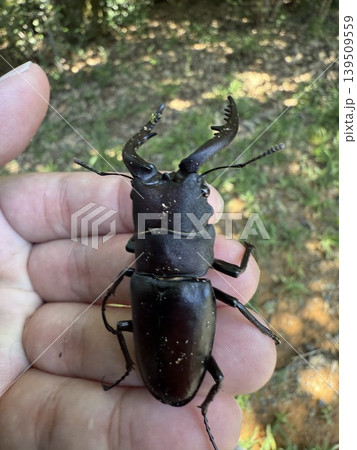 ノコギリクワガタを捕獲 139509559