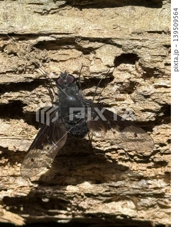 木に止まったコウヤツリアブ 木に止まったコウヤツリアブ 139509564