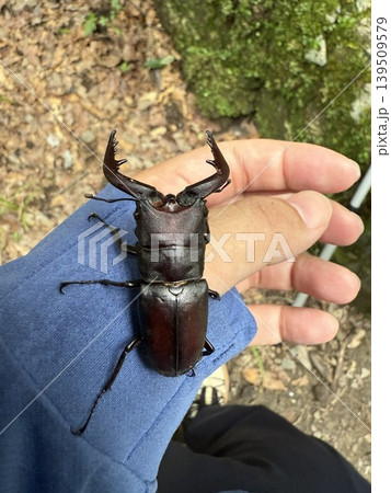 ノコギリクワガタを捕まえた ノコギリクワガタを捕まえた 139509579