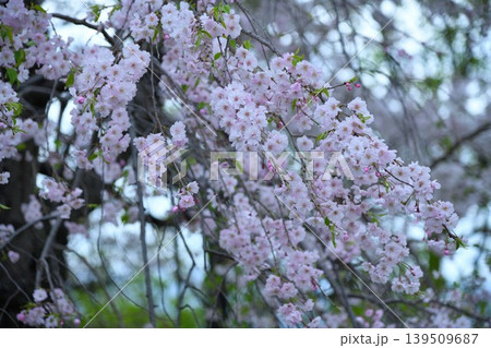 雨上がりの枝垂れ桜 雨上がりの枝垂れ桜 139509687