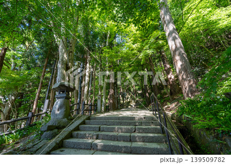 山形・山寺の杉林の中の石灯籠がある石段の参道 139509782