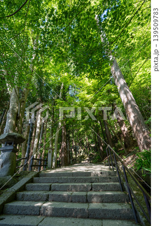 山形・山寺の杉の木の天蓋越しに石段を見上げた構図 山形・山寺の杉の木の天蓋越しに石段を見上げた構図 139509783