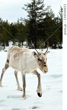 Reindeer Walking in Snowy Forest Landscape in Lapland Finland Reindeer Walking in Snowy Forest Landscape in Lapland Finland 139509831