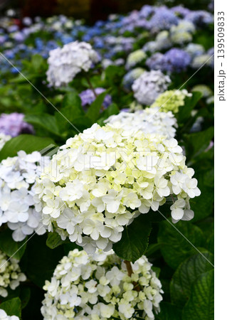 白い紫陽花 白い紫陽花 139509833
