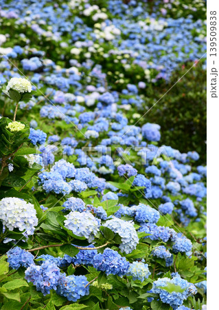 青い紫陽花 青い紫陽花 139509838