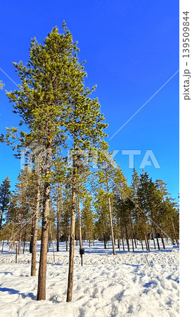Beautiful sunny winter pine trees in Finnish Arctic Landscape in Lapland, Finland 139509844