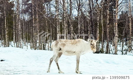 Nordic Reindeer Standing on Snow and pine trees behind  in Finnish Lapland 139509875