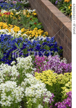 レンガ塀沿いに咲くパンジーとチューリップの花壇 レンガ塀沿いに咲くパンジーとチューリップの花壇 139509929