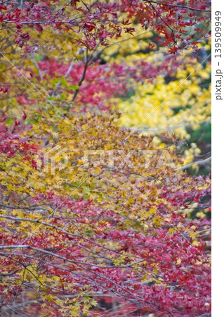 真っ赤な紅葉 真っ赤な紅葉 139509949