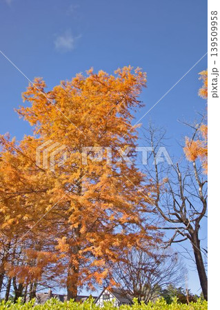 紅葉したメタセコイアの大木 紅葉したメタセコイアの大木 139509958