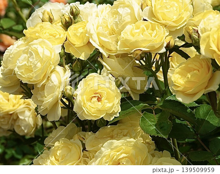 美しい黄色い薔薇 139509959