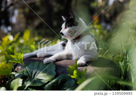 首輪もつけてかわいくお座りするぶち猫柄の野良猫 首輪もつけてかわいくお座りするぶち猫柄の野良猫 139509995