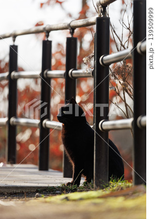 秋の玉ボケが幻想的で綺麗な黒猫の野良猫 139509999