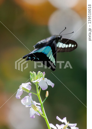 花の蜜を吸うアオスジアゲハ 花の蜜を吸うアオスジアゲハ 139510018