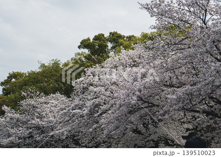常緑樹と並んで咲き誇る満開の桜 常緑樹と並んで咲き誇る満開の桜 139510023