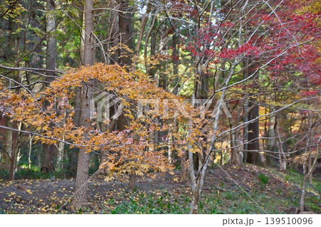 紅葉した木 紅葉した木 139510096