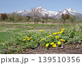タンポポの花と妙高山　横位置 139510356
