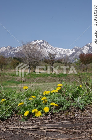 タンポポの花と妙高山 縦位置 タンポポの花と妙高山 縦位置 139510357