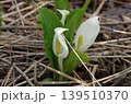 水芭蕉の花　いもり池付近の湿原にて 139510370