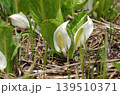 水芭蕉の花　いもり池付近の湿原にて 139510371