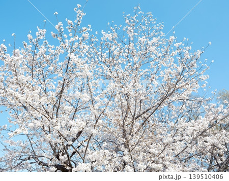 桜 さくら サクラ 139510406