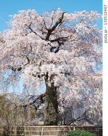 桜 さくら サクラ 139510407