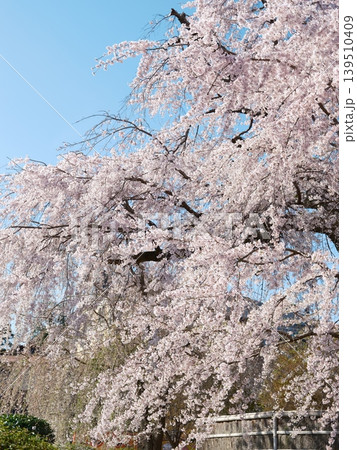 桜 さくら サクラ 139510409