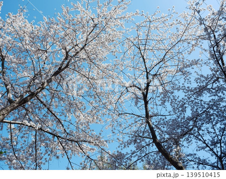 桜 さくら サクラ 139510415