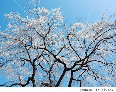 桜 さくら サクラ 139510423