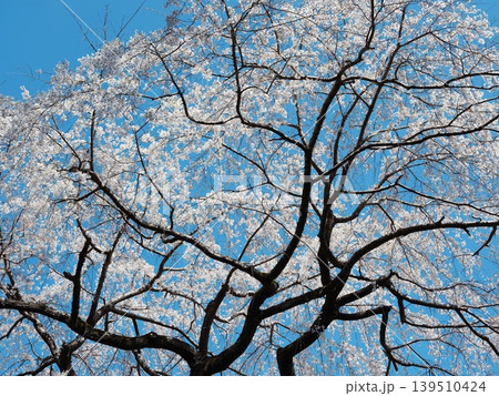 桜 さくら サクラ 139510424