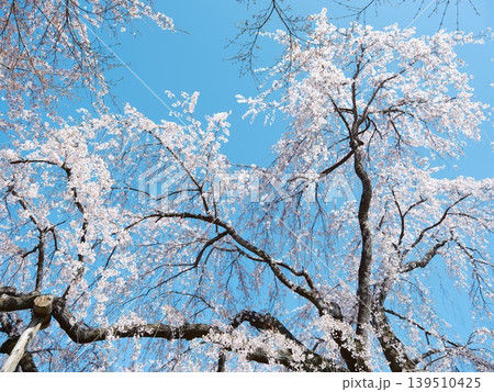 桜 さくら サクラ 139510425