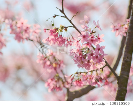 花 フラワー お花 139510509