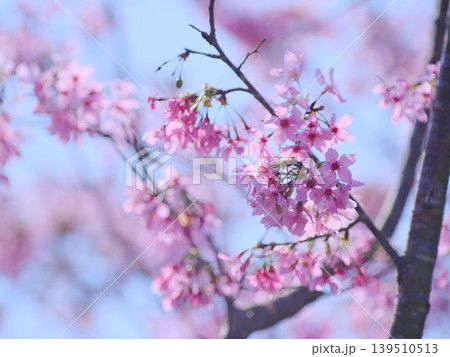 花 フラワー お花 139510513