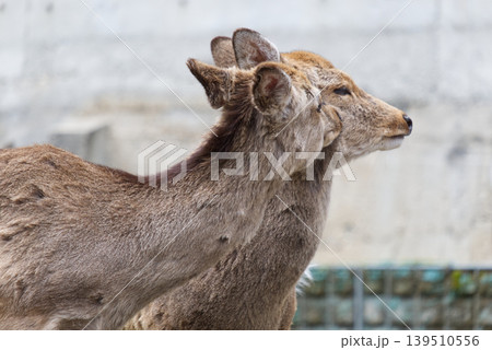 動物 動物学 鹿 139510556